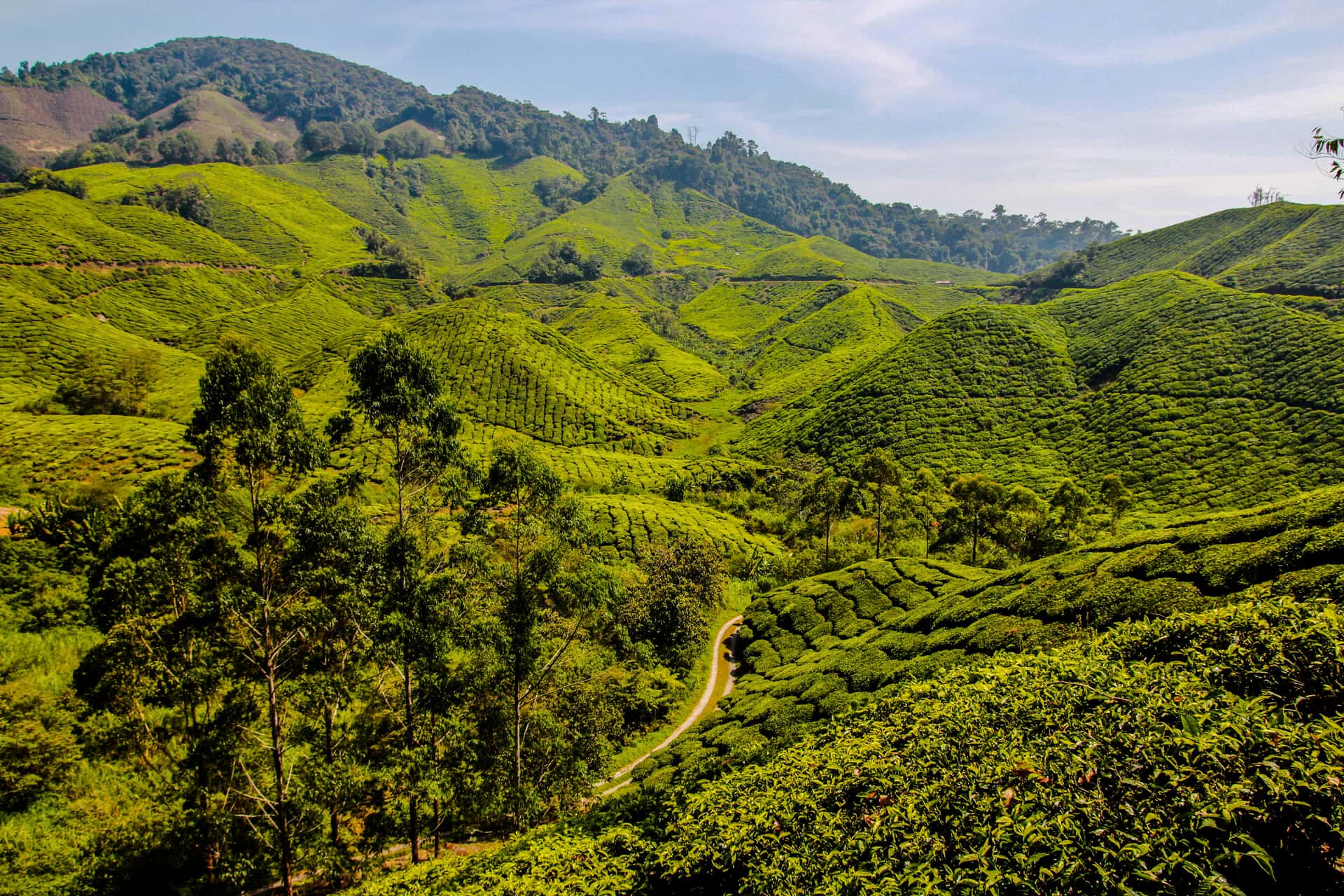 Cameron Highlands in Malaysia
