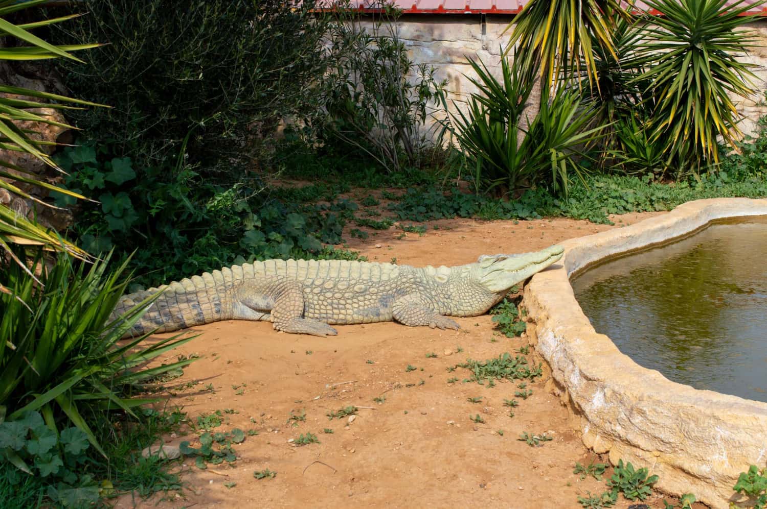 Crocodile Farm in Malaysia