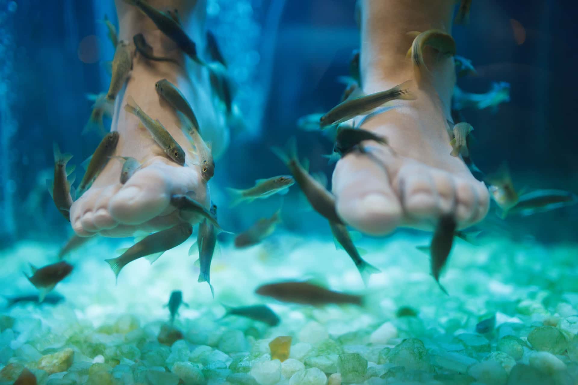Experience Feet Fish Spa in Malaysia
