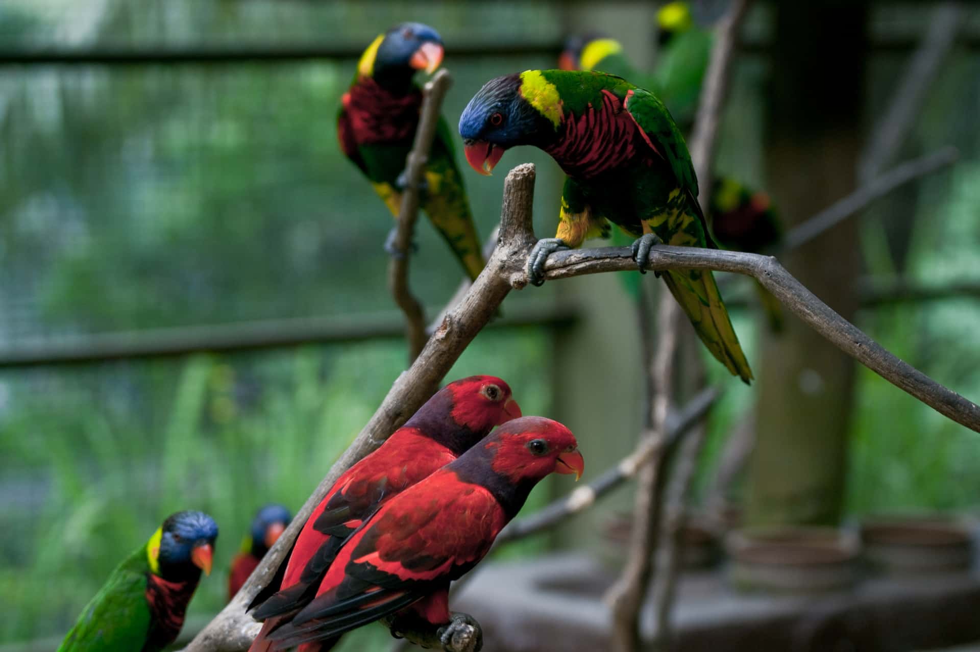 KL Bird Park in Malaysia