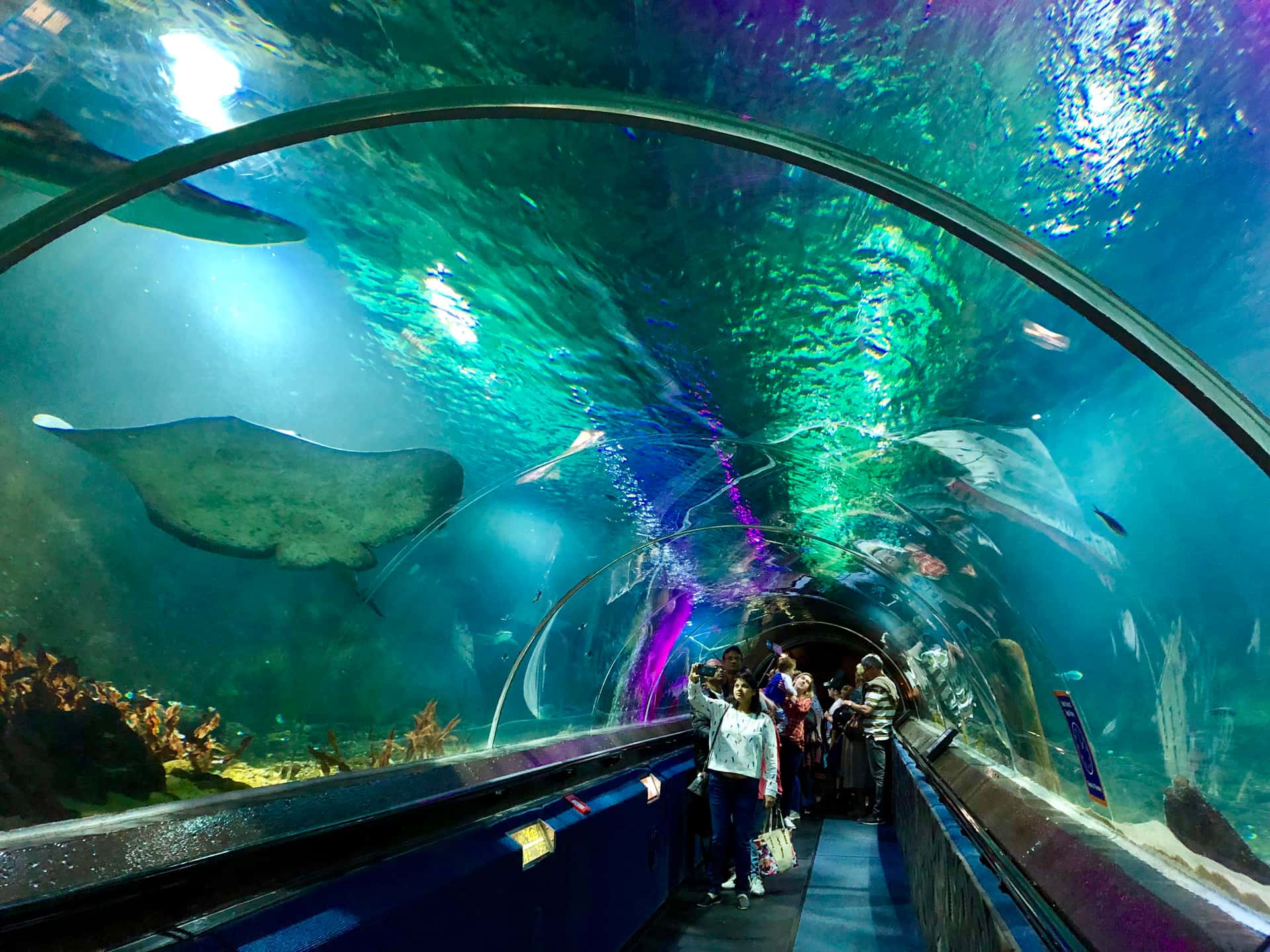 Kelly Tarlton's Sea Life Aquarium in New Zealand Honeymoon Packages