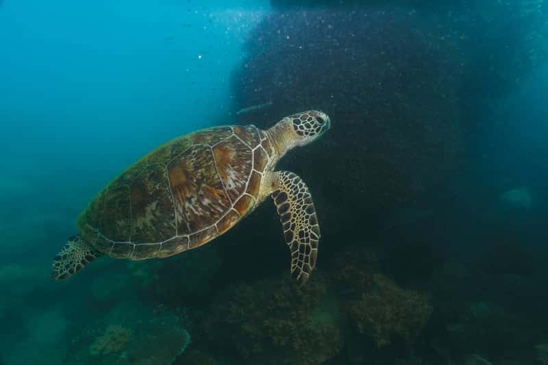 Kosgoda Sea Turtle Conservation Project in Sri Lanka Heritage Tours