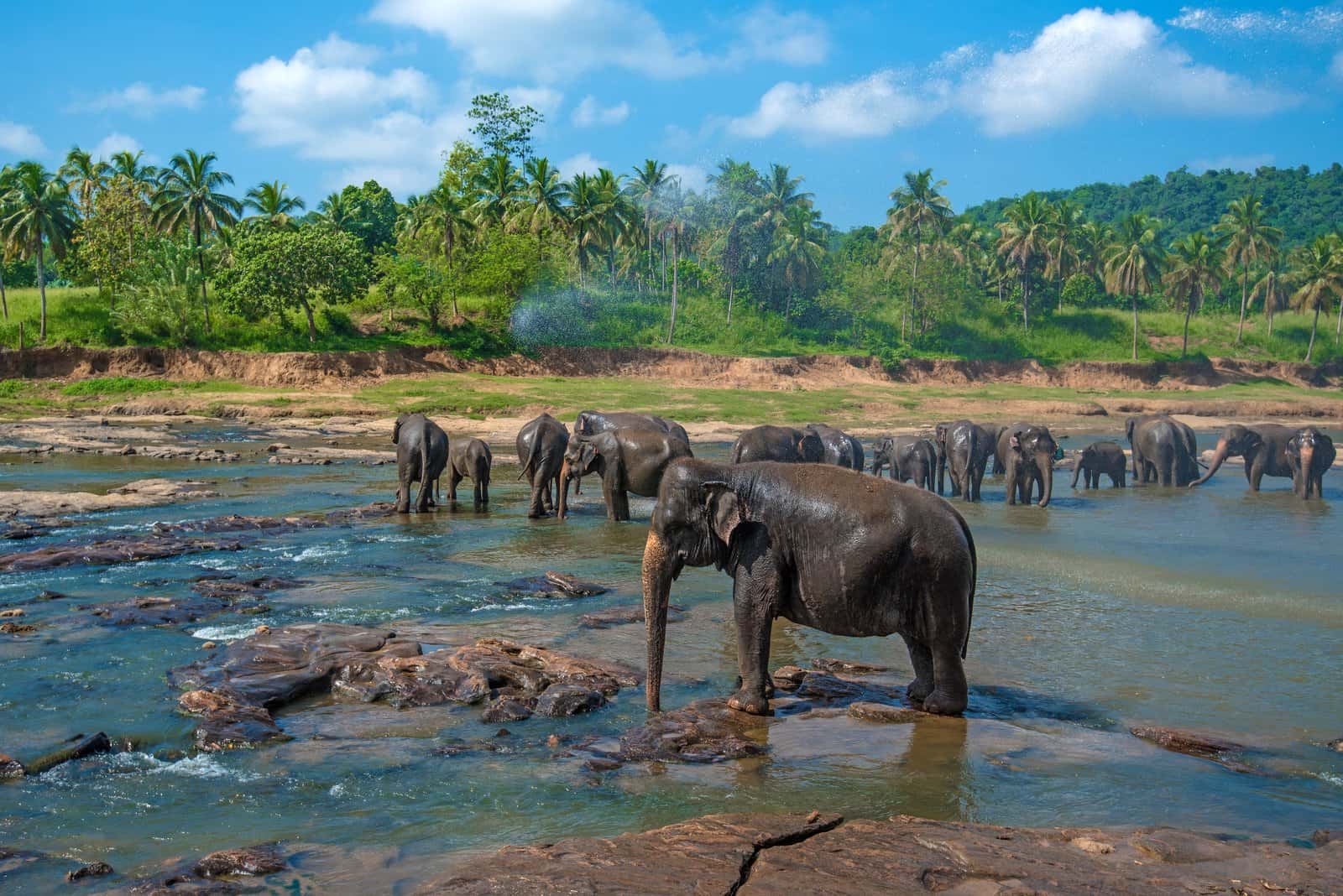 Pinnawala Elephant Orphanage in Sri Lanka Heritage Tours