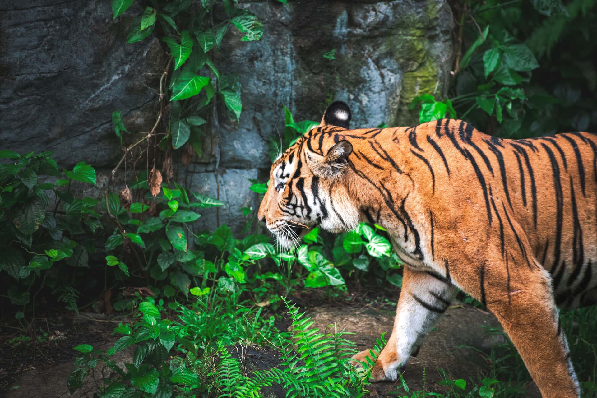 Bali Zoo in Bali Heritage Tours