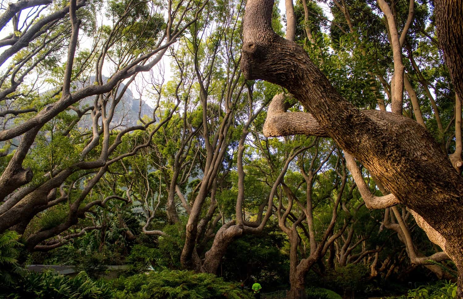 Cape Tribulation & Daintree Wilderness in Australia New Zealand City Break