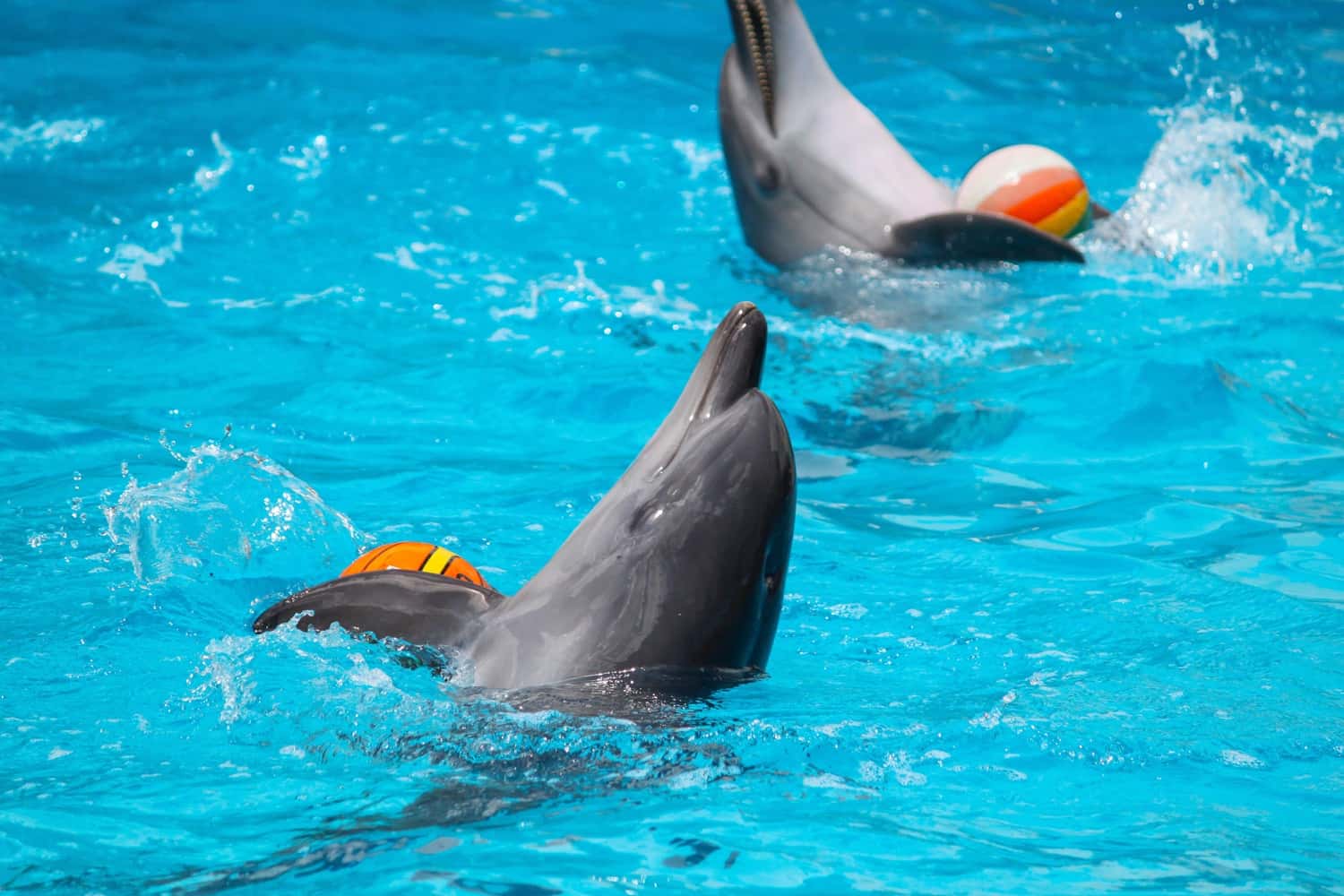 Dubai Dolphinarium in Dubai City Break