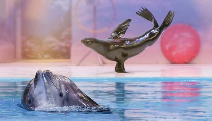 Dubai Dolphinarium in Dubai Group Tour