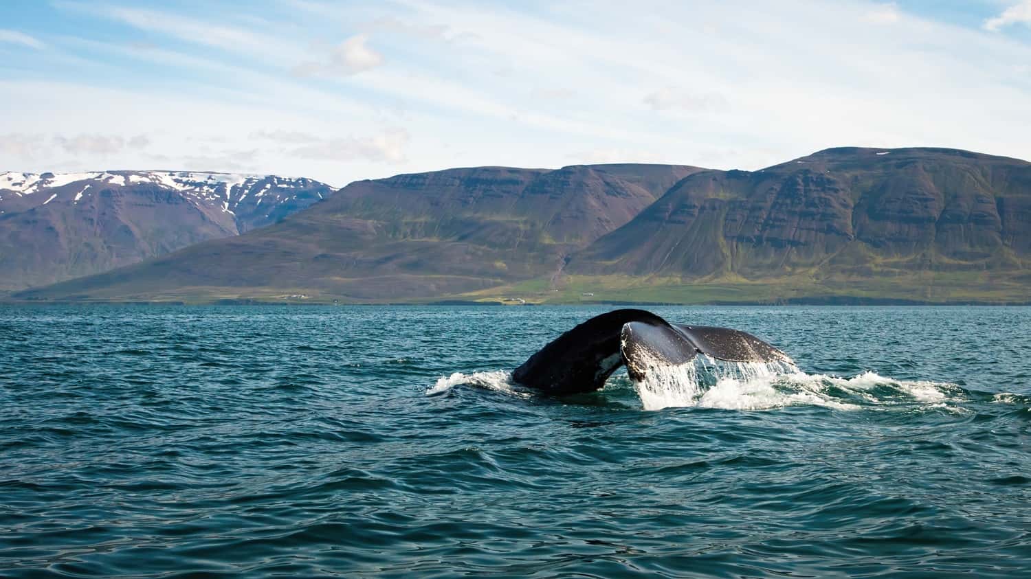 Go on a Whale Watching Tour in Iceland Self Drive Tours