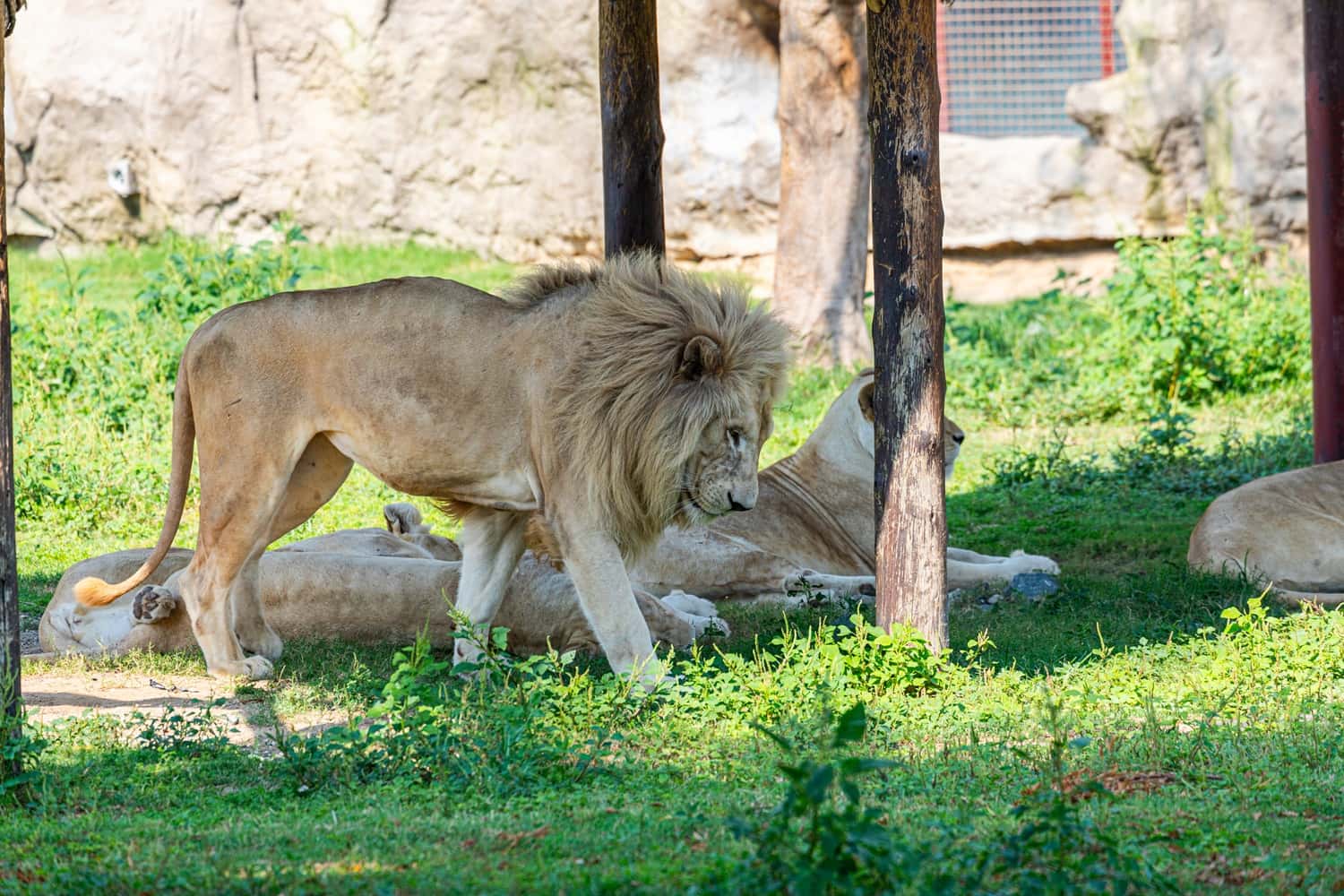 Lion Park in South Africa