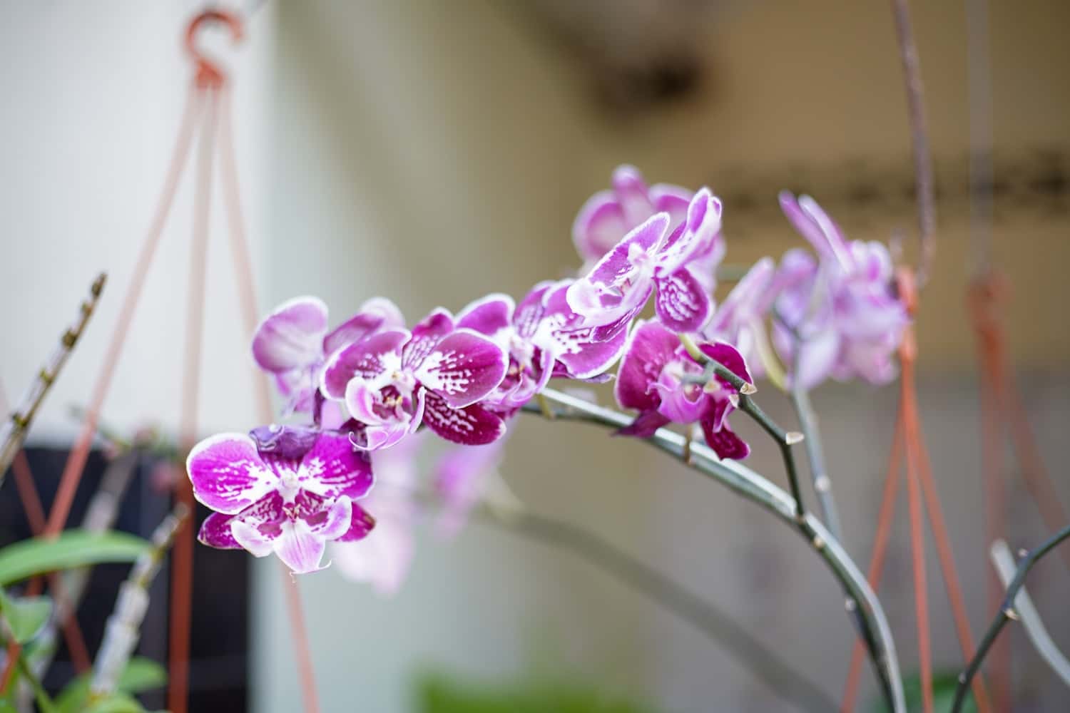 Discover Orchids Of Bhutan in Bhutan