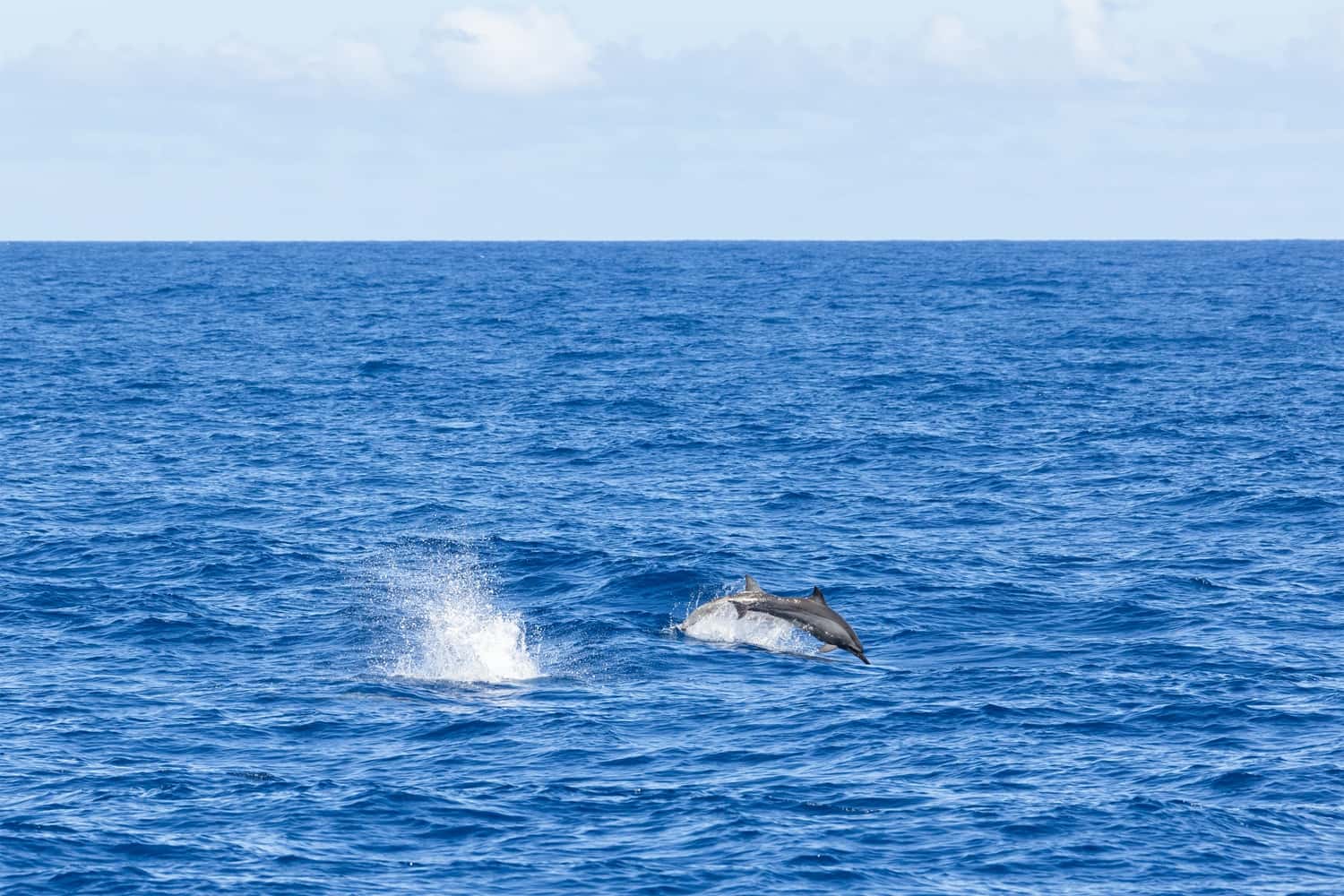 Spot Whales and Dolphins in Sri Lanka
