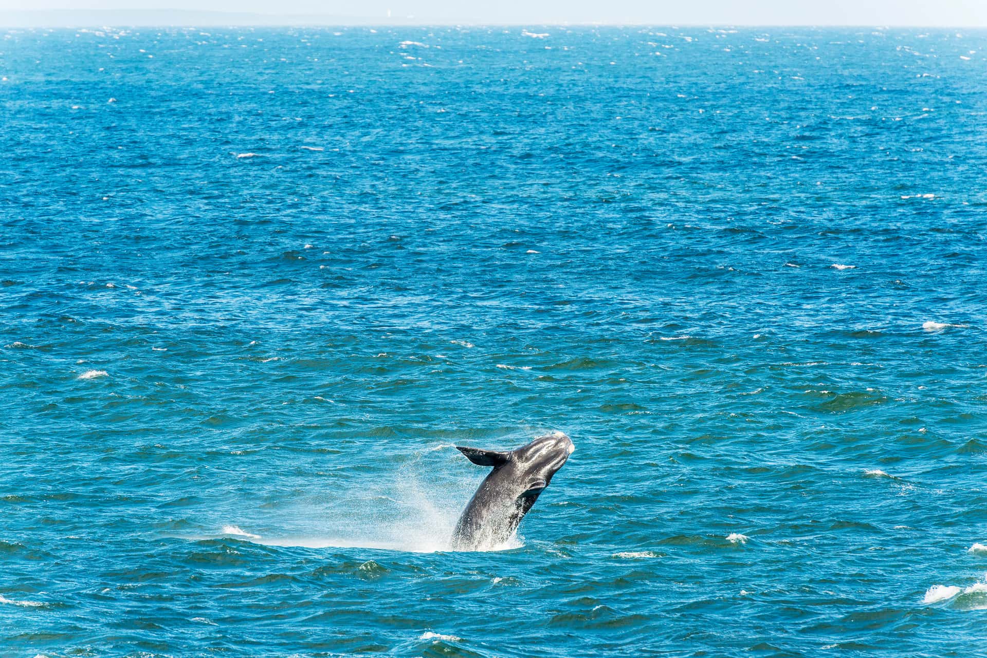 Spot Whales and Dolphins in Sri Lanka Heritage Tours