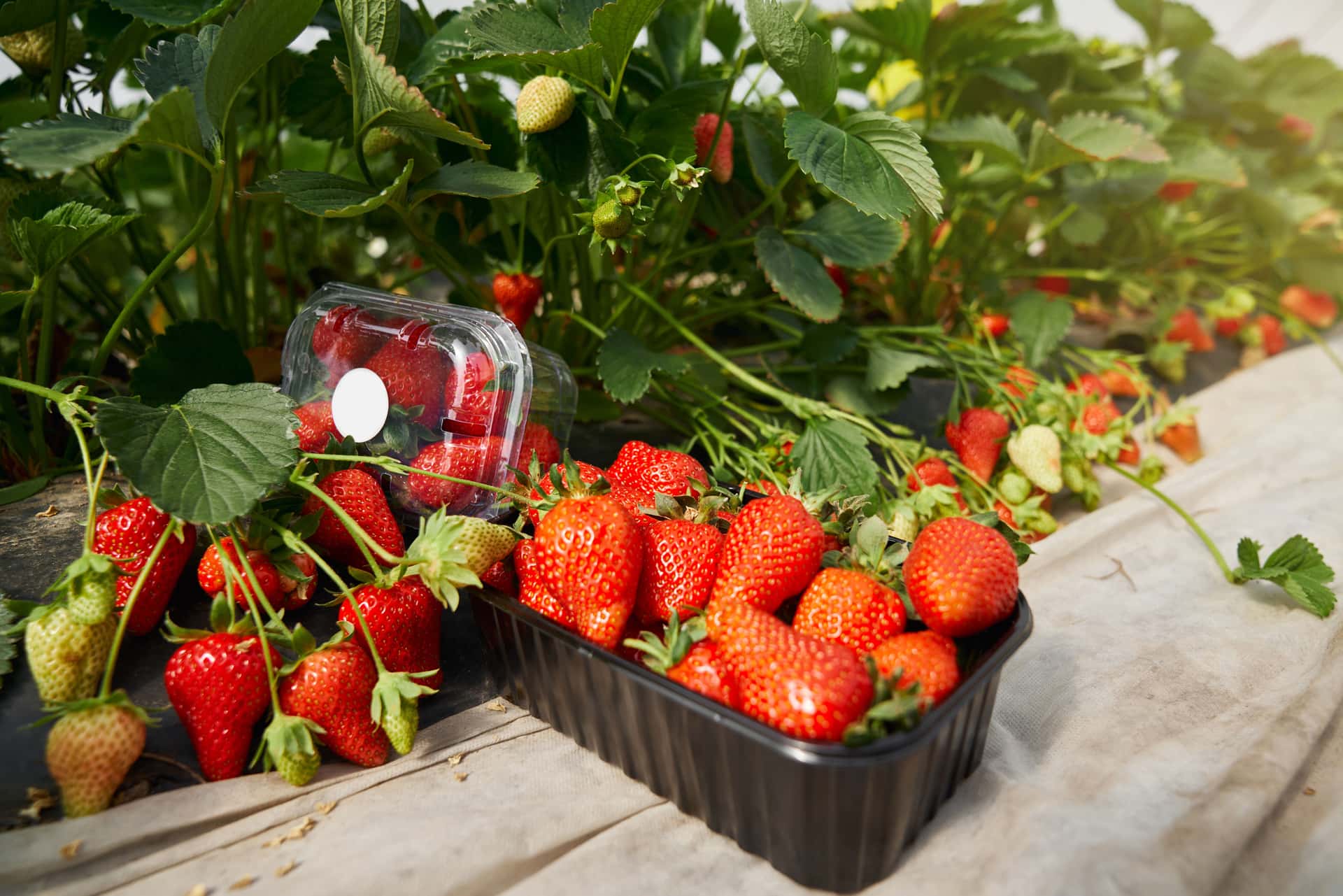Relish Strawberries At Adma Agro Farm in Sri Lanka Heritage Tours