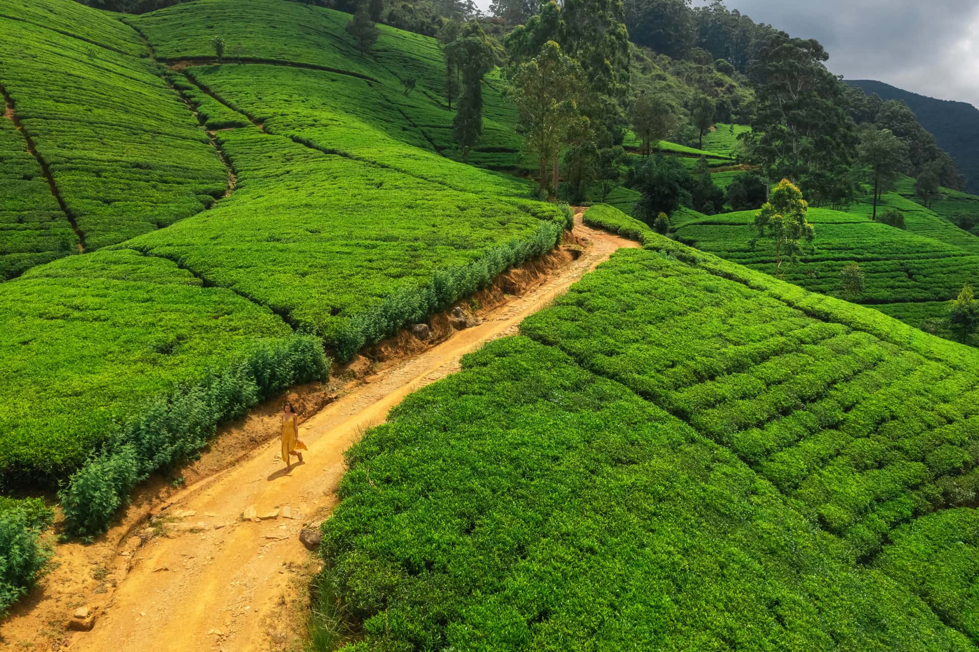 Take a Tea Tour in Sri Lanka Heritage Tours