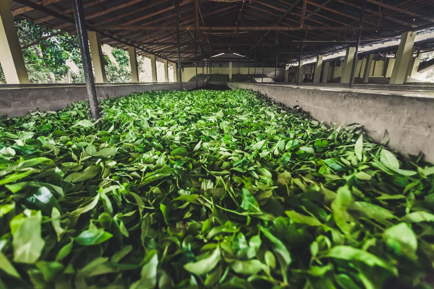 Visit The Tea Factories in Sri Lanka