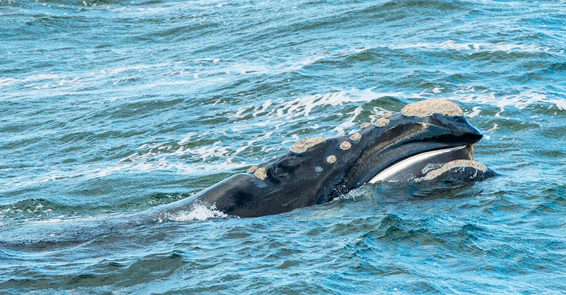 Go on a Whale Watching Tour in Iceland