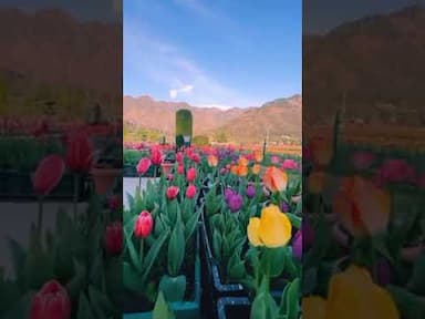 Indira Gandhi Memorial Tulip Garden is called as the largest Tulp Garden in Asia 😍 Credits @junaidbhatphotographer