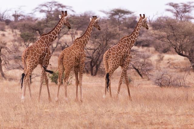 Highlights Of Kenya With Aberdare