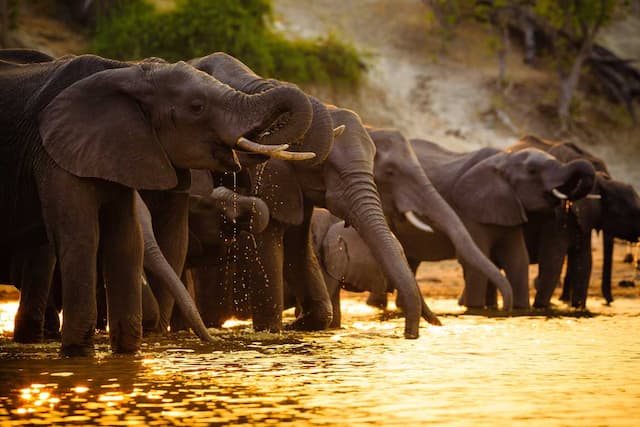 Beguiling Botswana