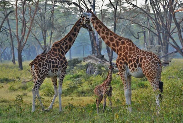 Highlights Of Kenya With Mombasa Private Tour