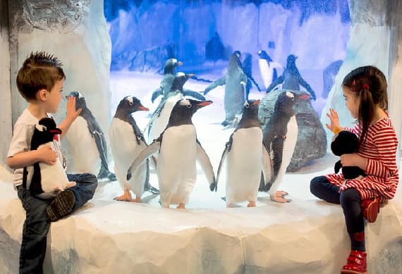 Kelly Tarltons Sea life Aquarium Entry