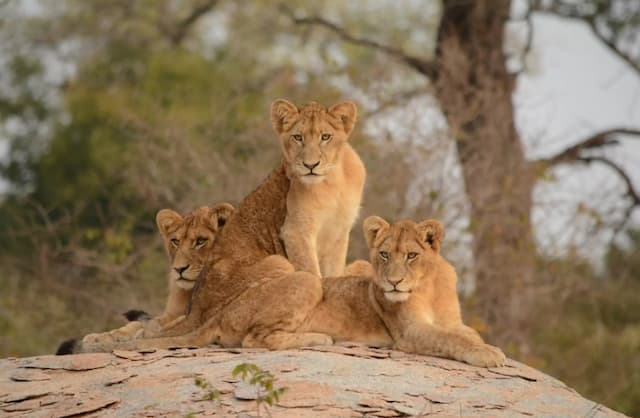 Glimpse of South Africa with Kruger- Private Tour