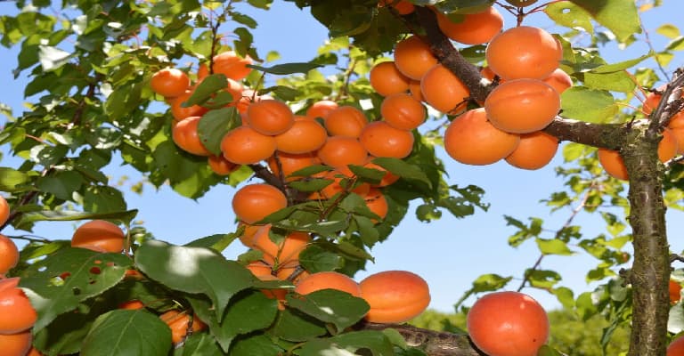 Rayners Orchard1