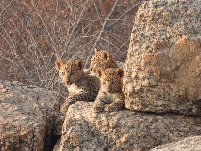Jawai 3 Star Hotel Deals 2 Nights