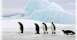 Antarctic Centre