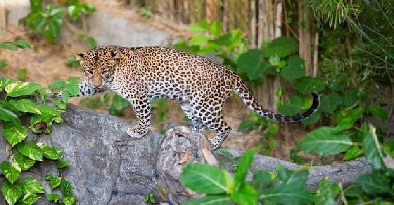 Bali Safari & Marine Park