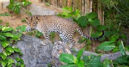 Bali Safari & Marine Park