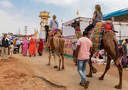 Camel Safari