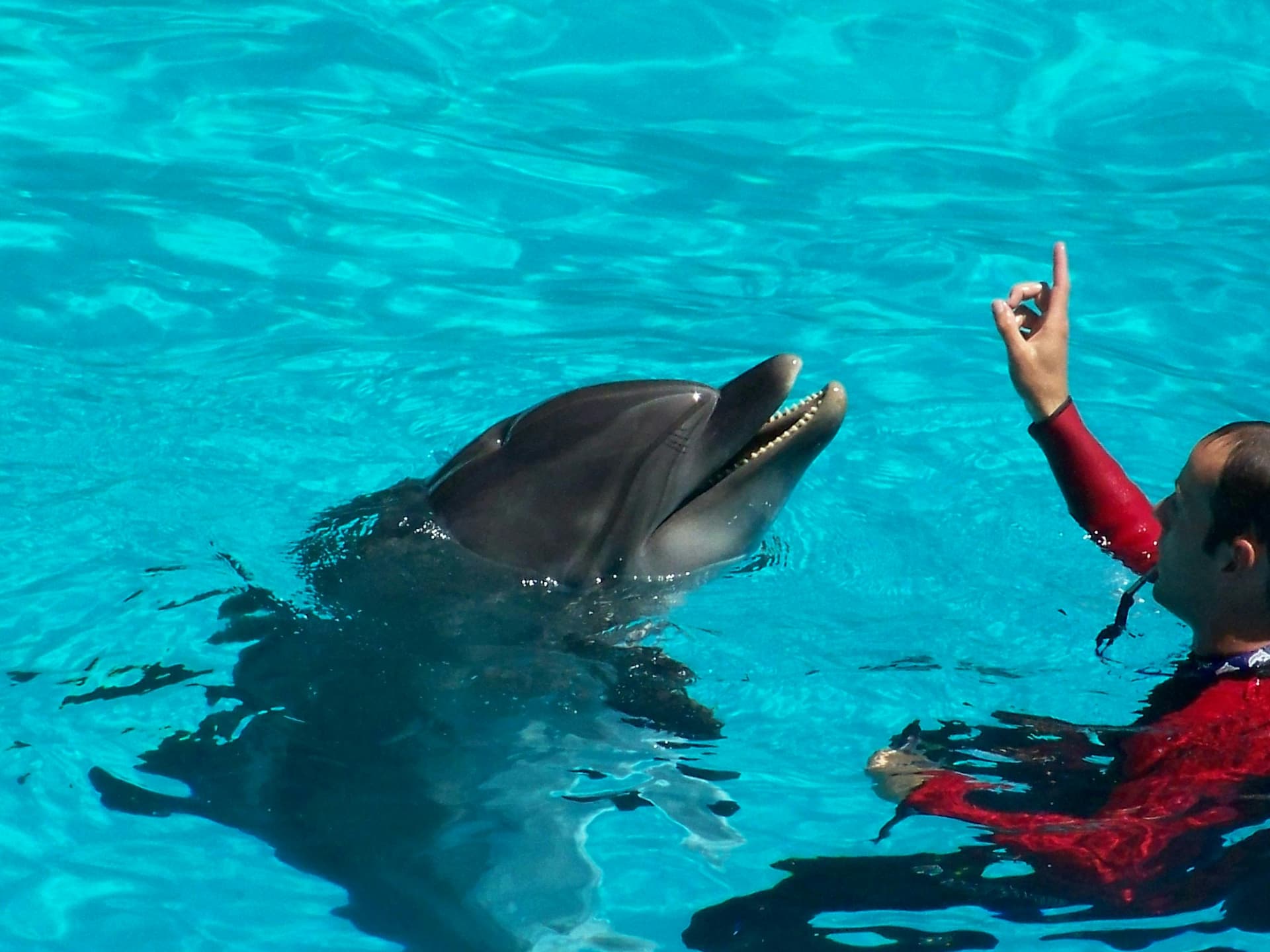 Dolphin Show