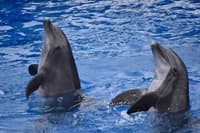 Dubai Dolphinarium