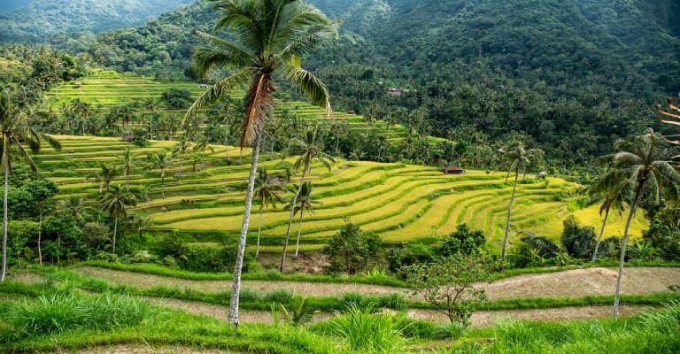 lush tropical 