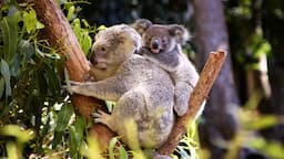 Koala Conservation Reserve