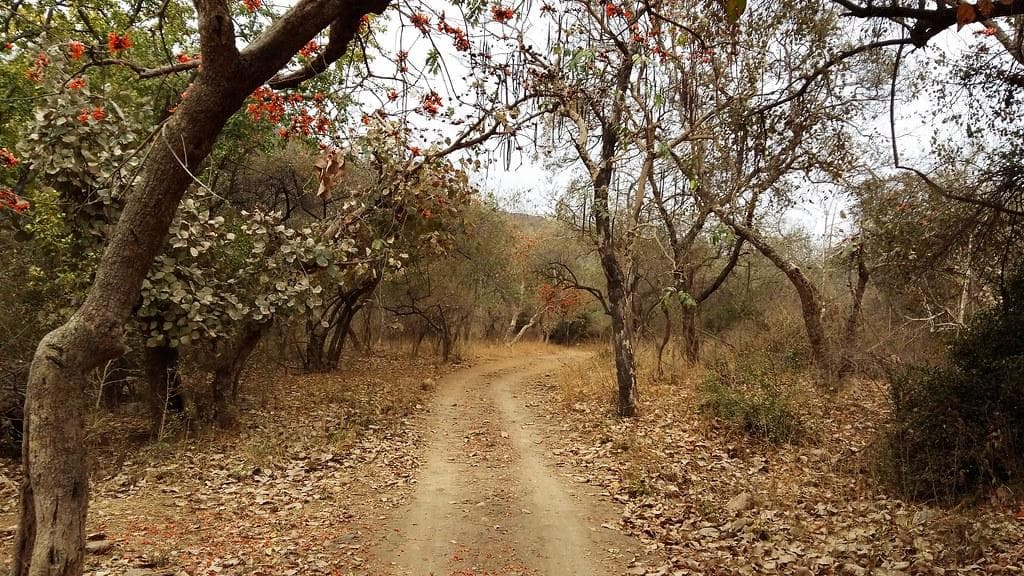 Kumbhalgarh Wildlife Sanctuary