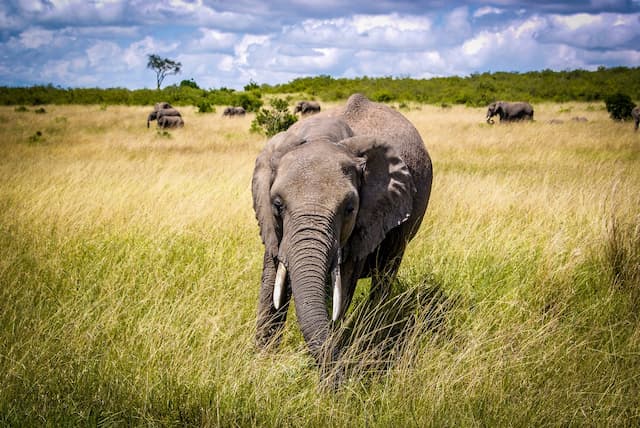 Kenya With Tanzania Migration Special