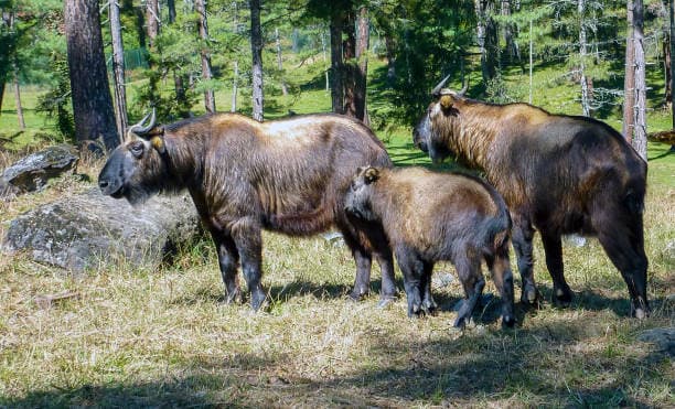 Motithang Takin Preservation Centre