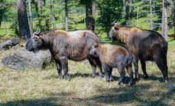 Motithang Takin Preservation Centre