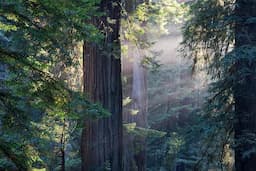 Muir Woods And Sausalitop