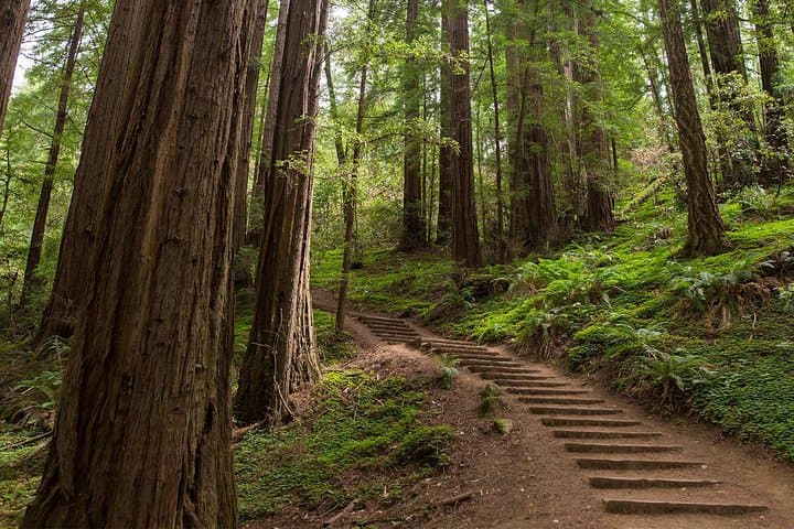 Muir Woods And Sausalitop
