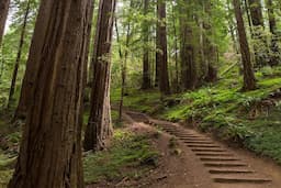 Muir Woods And Sausalitop