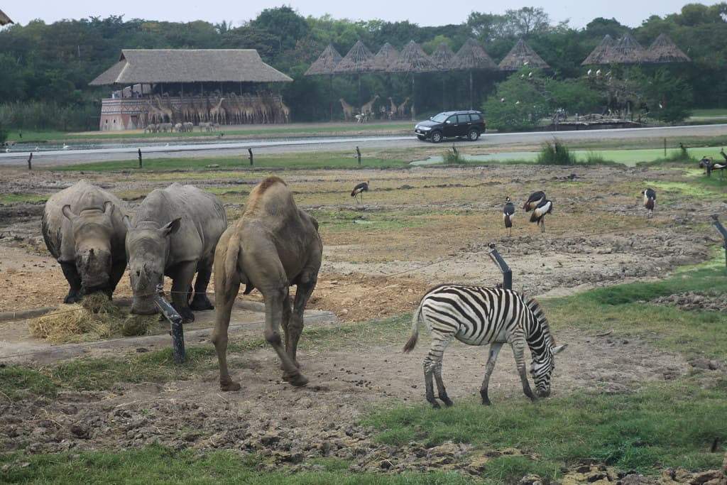 Safari World
