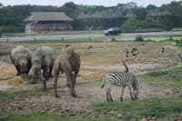 Safari World