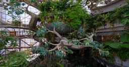 The Green Planet