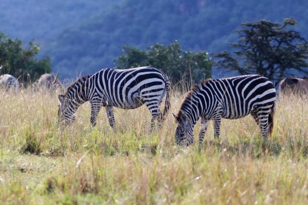 Aberdare National Park
