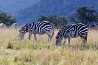 Aberdare National Park