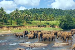 Pinnawala Elephant Orphanage