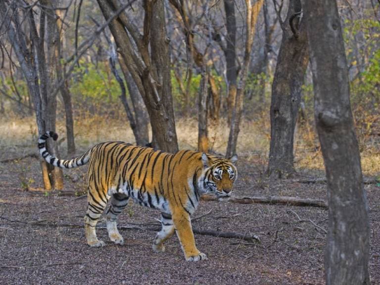 Ranthambhor National Park 